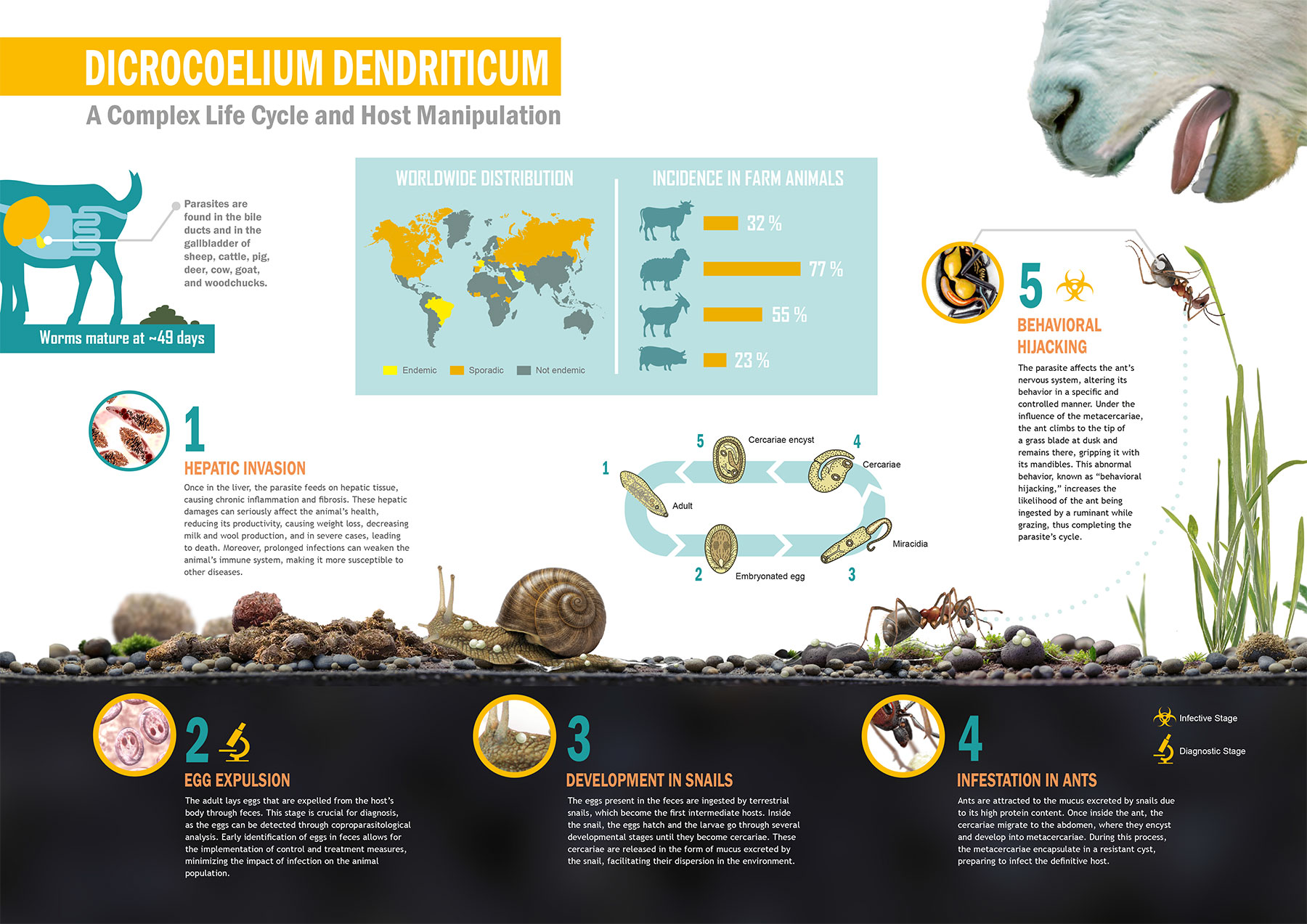 Parasite Infograpics