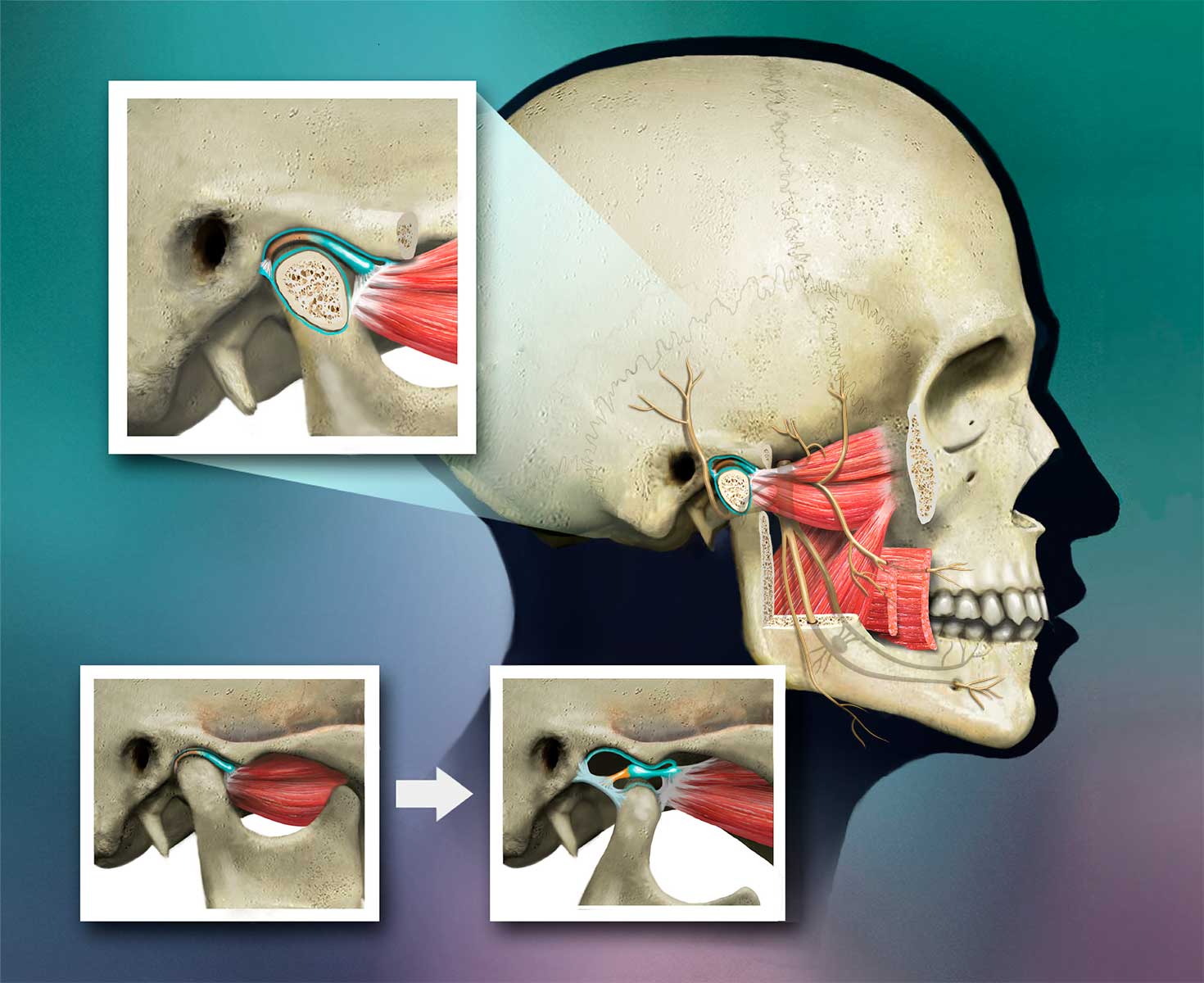 TMJ-Anatomy